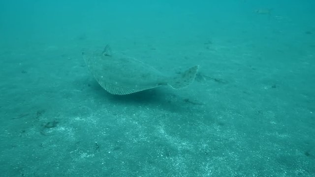 Halibut Swimming Near Seabed