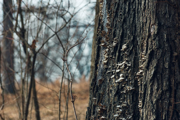 tree in the forest with mushrooms