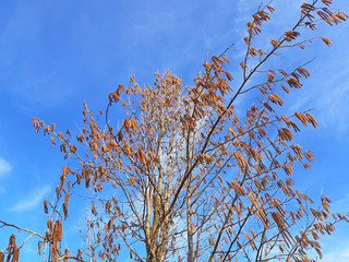 Hazelnut tree blooming in spring. Blue sky background