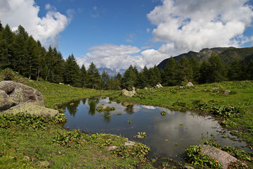 Small pool in the mountains with fir trees and the Alps in the background
