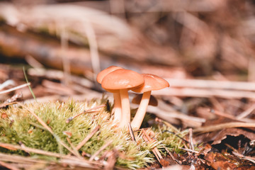 Pilz, Pilze, Makro, Nahaufnahme, Hintergrund, Wald, Herbst, kochen 