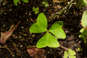 Green clovers three leaf in a pot. Great for Saint Patrick's Day celebration