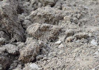 Ground as texture and background
