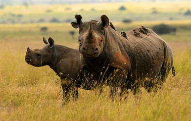 Black rhino and calf - obrazy, fototapety, plakaty