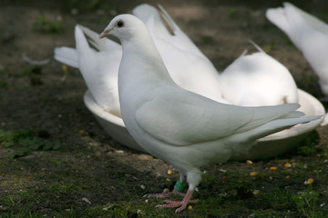 Weiße Brieftaube im Garten