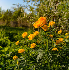 Bright spring flowers of the globe flower in an abandoned garden.