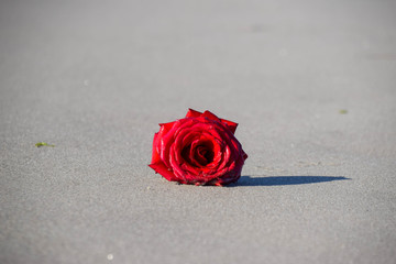 Rosen, Rose, Rot, Liebe, Romantik, Strand, Sand, Meer, Valentinstag, Paar 