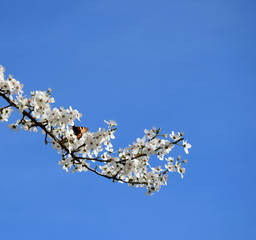 Weiße Baumblüten mit Schmetterling vor blauen Himmel