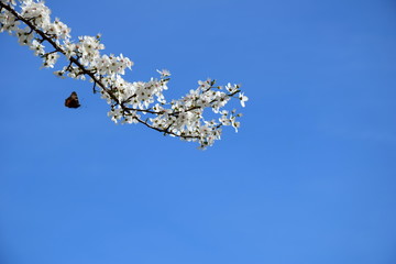 Hintergrund und Banner - weiße Blüten vor blauen Himmel