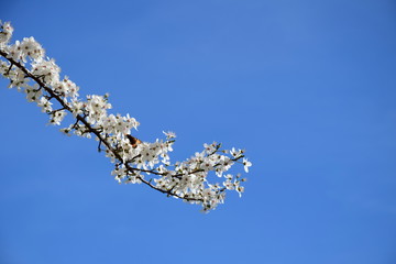 Weiße Zierkirscheblüten vor blauen Himmel