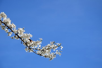 Hintergrund Ast mit weißen Blüten und Schmetterling vor blauen Himmel