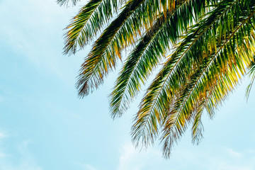 Fototapeta na wymiar Green Palm Tree Leaves On Blue Sky
