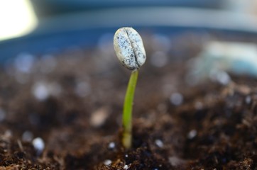 Little Coffee Seedling in fertile soil. Macro photo of coffee seedling in pot, natural lighting. Baby coffee tree, Puerto Rican cafe tree. Growing coffee bean. 