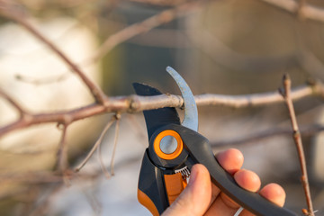 pruning with pruning shears in spring. Gardener pruns the fruit trees by pruner shears. Farmer hand...