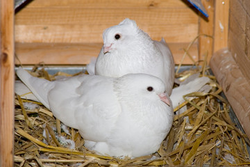 Weißes Taubenpärchen liegt zusammen auf einem Nest