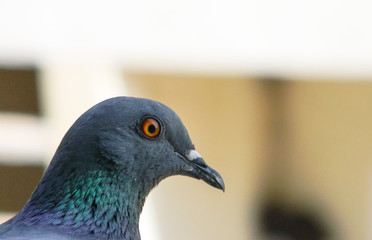 Rock Pigeon 
