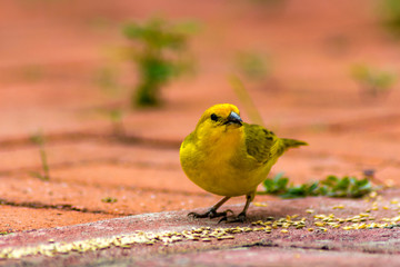 Cute small yelloy bird eating birdeseed from the ground.