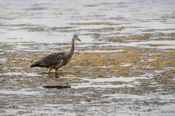 Grey Heron (Ardea cinerea)