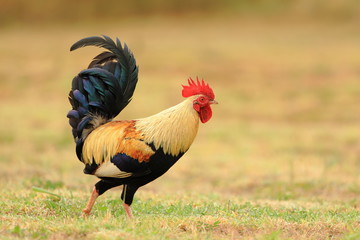 Colorful wild chicken in Waimea, Kauai