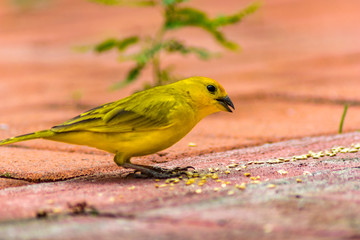 Cute small yelloy bird eating birdeseed from the ground.