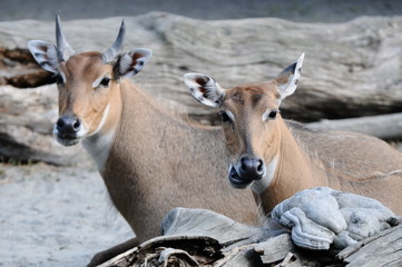 impala antelope in the zoo