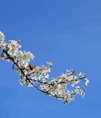 Weiße Zierkirscheblüten vor blauen Himmel