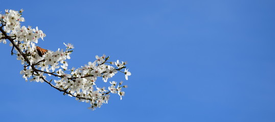 Ast mit weißen Blüten und Schmetterling vor blauen Himmel - Banner