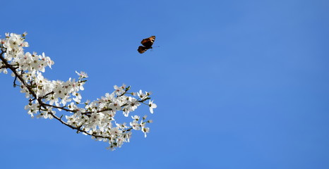 Ast mit weißen Blüten und fliegenden Schmetterling, freigestellt vor blauen Himmel