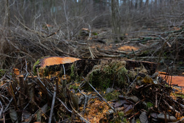 stumps after deforestation 
