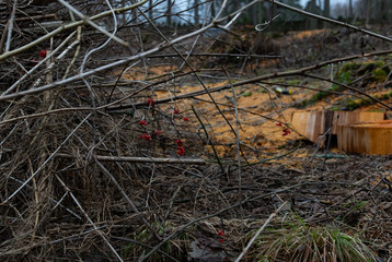 stumps after deforestation 