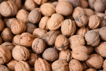 Noci biologiche raccolte a mano nei boschi