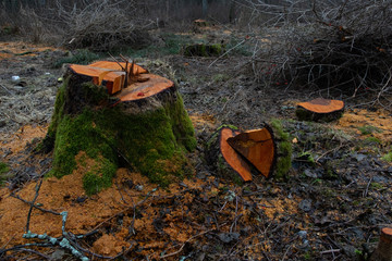 stumps after deforestation 