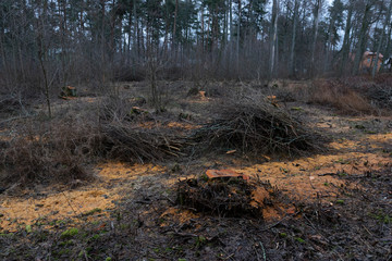 stumps after deforestation 