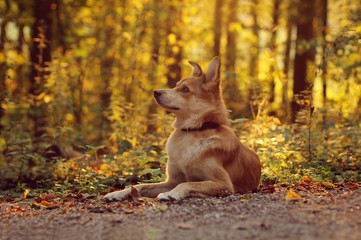 Hund im Herbstlicht