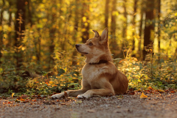 Hund im Herbstlicht