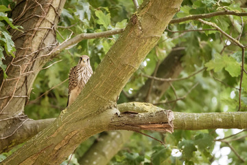 Common Kestrel (Falco tinnunculus)