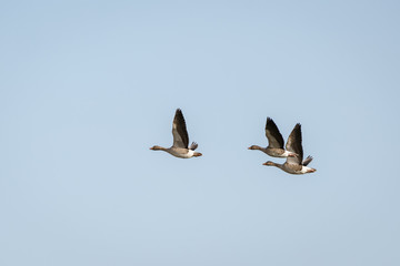 Greylag Goose (Anser anser) in flight
