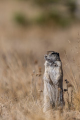 Chien de prairie