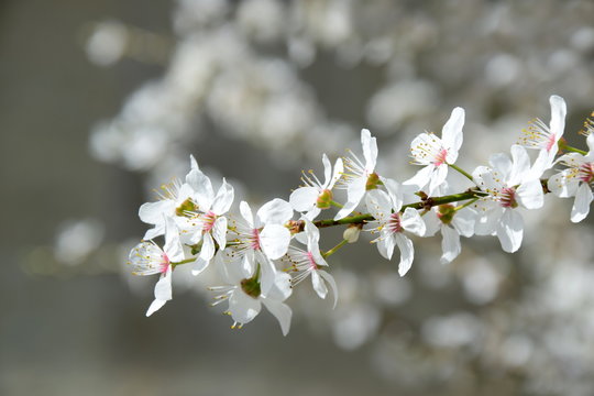 Weiße Kirschblüten - Freisteller und Hintergrund