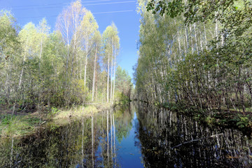 A narrow river with a calm water surface among the trees. Mirror reflection in the dark water of the blue sky and the trees on the shore