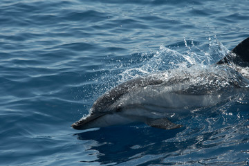 Naklejka premium Dauphin bleu et blanc