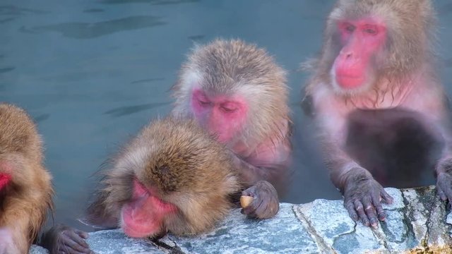 Monkey Onsen, video took in Hakodate (Japan) - Feb 2019
close up of a group of monkey having a good time in the Hot spring (Onsen)
cleaning, scratching, sleepy