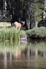 Biche et faon