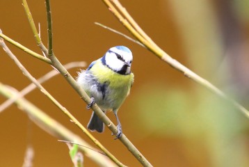 blaumeise