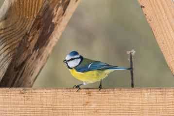 blue tit in birdhouse
