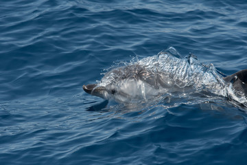Obraz premium Dauphin bleu et blanc