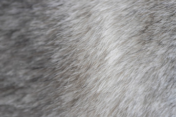 gray dog fur texture