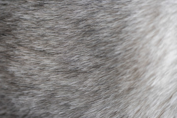 gray dog fur texture