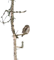 pygmy owl in tree