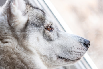 cute Siberian husky with brown eyes close up. pet animals